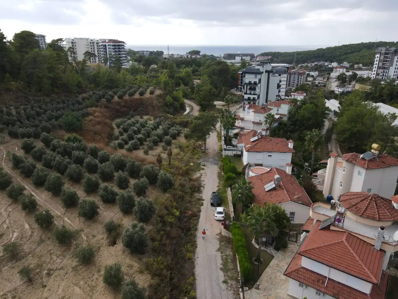 Изображение Уютная вилла окружённая оливковой рощей